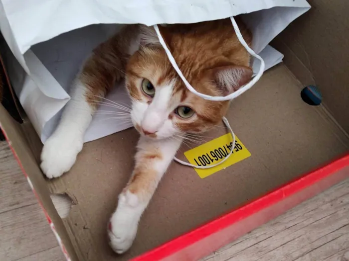 Gato ra a SRD-ViraLata idade 5 anos nome Pudim e Titis