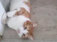 Pudim e Titis