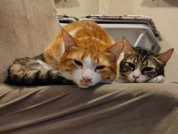 Gato ra a SRD-ViraLata idade 5 anos nome Pudim e Titis