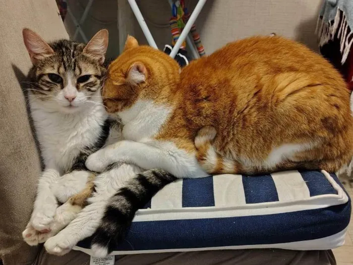 Gato ra a SRD-ViraLata idade 5 anos nome Pudim e Titis