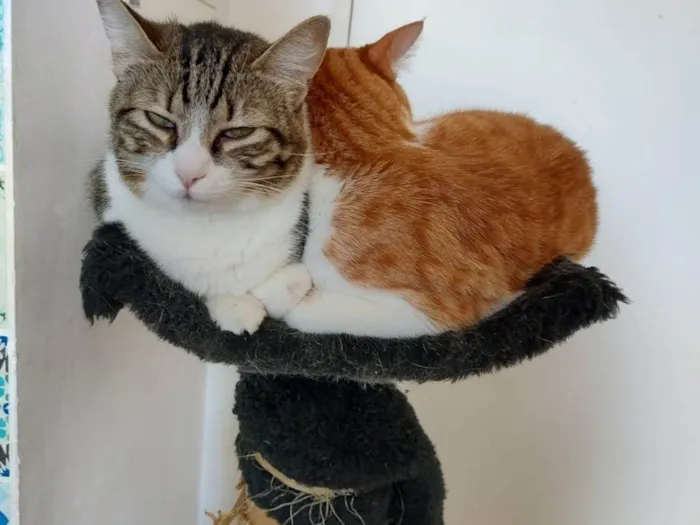 Gato ra a SRD-ViraLata idade 5 anos nome Pudim e Titis