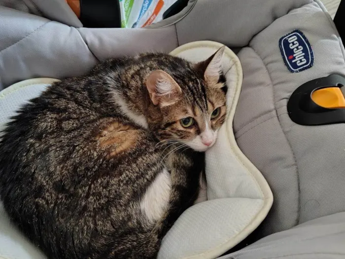Gato ra a SRD-ViraLata idade 5 anos nome Pudim e Titis