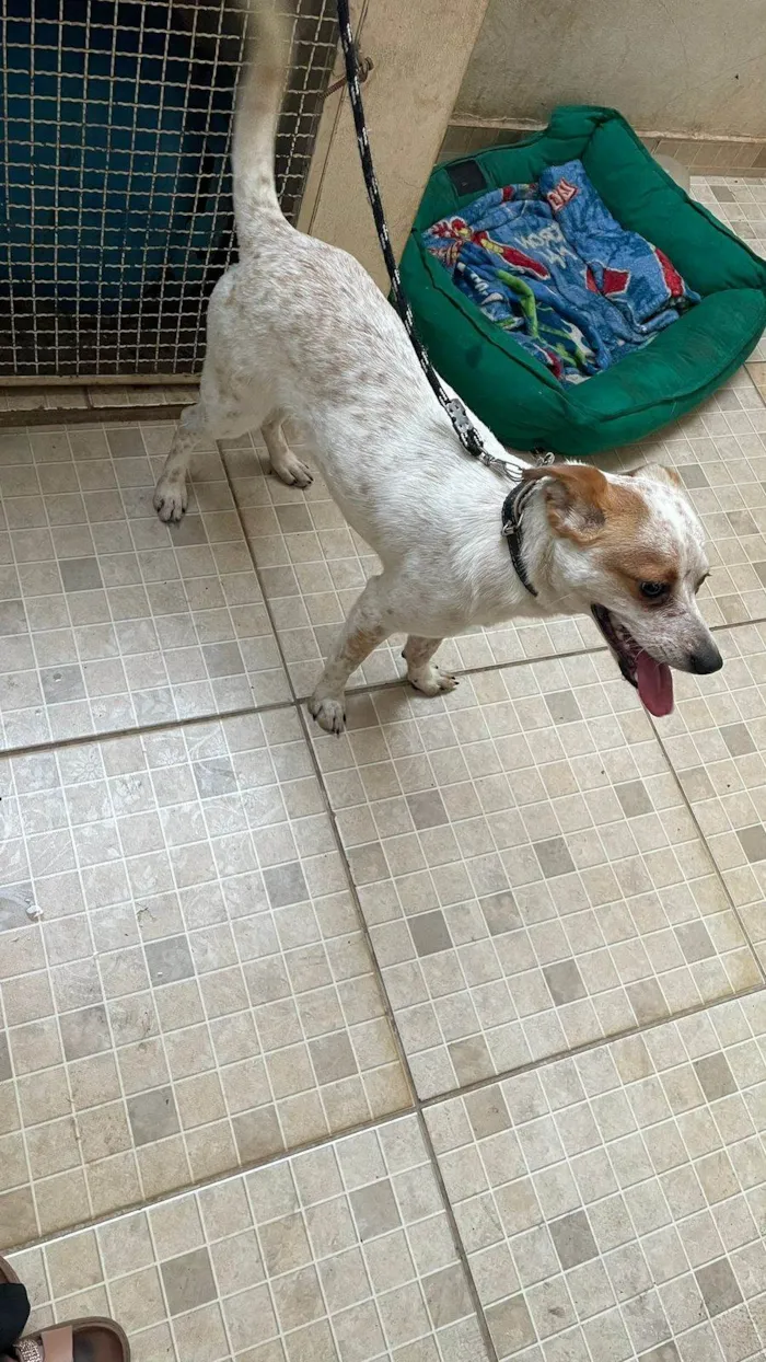 Cachorro ra a SRD-ViraLata idade 1 ano nome Apolo