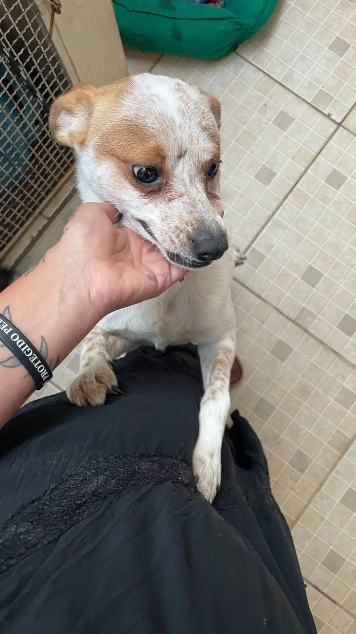 Cachorro ra a SRD-ViraLata idade 1 ano nome Apolo