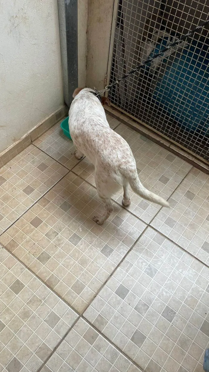 Cachorro ra a SRD-ViraLata idade 1 ano nome Apolo