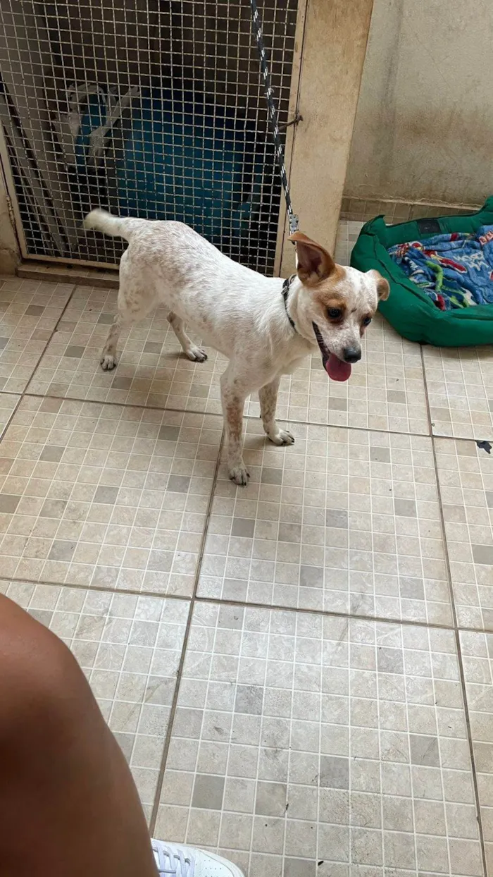 Cachorro ra a SRD-ViraLata idade 1 ano nome Apolo
