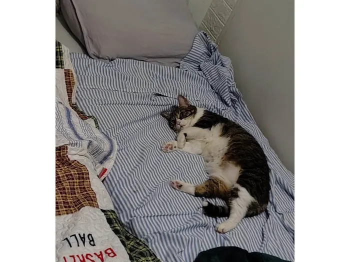 Gato ra a SRD-ViraLata idade 5 anos nome Pudim e Titis