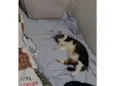 Pudim e Titis