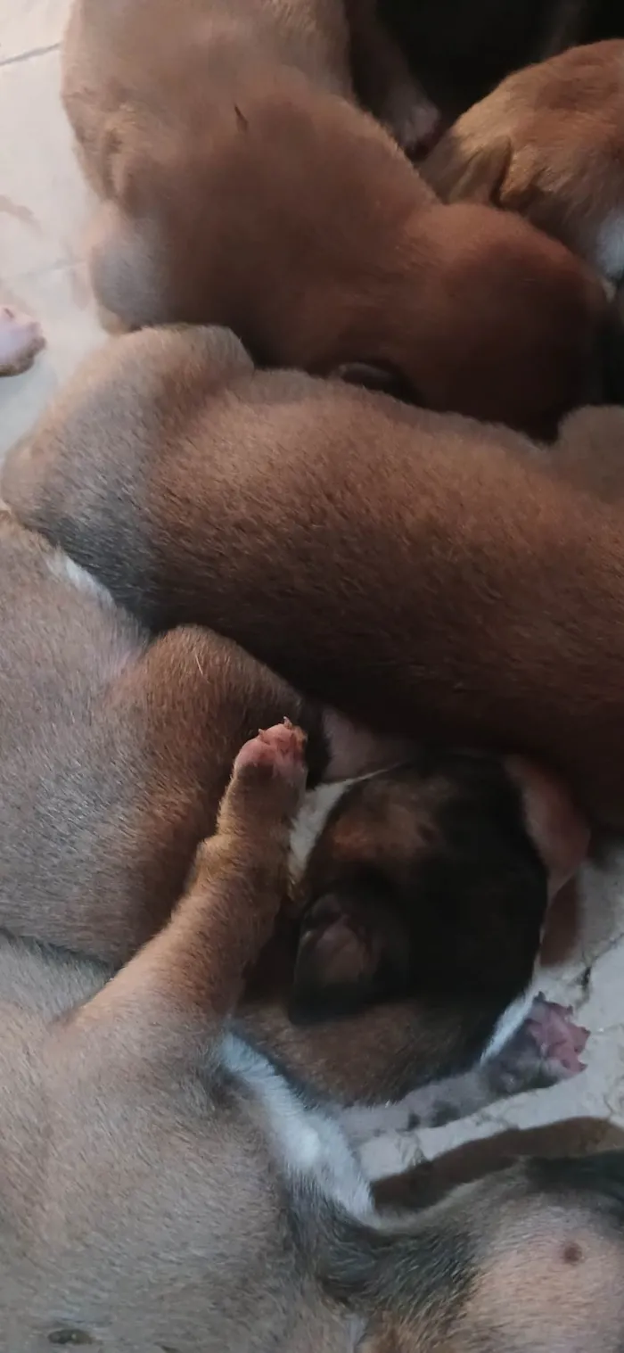 Cachorro ra a SRD-ViraLata idade 2 a 6 meses nome Eles ainda não possuem nomes 