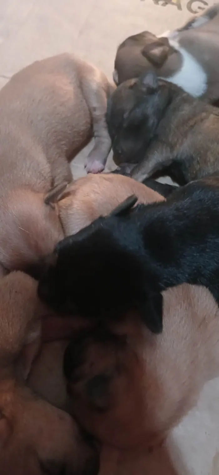Cachorro ra a SRD-ViraLata idade 2 a 6 meses nome Eles ainda não possuem nomes 