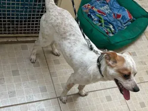 Cachorro raça SRD-ViraLata idade 1 ano nome Apolo