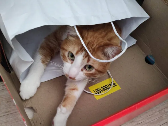 Gato ra a SRD-ViraLata idade 5 anos nome Pudim e Titis
