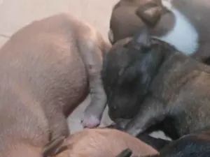 Cachorro raça SRD-ViraLata idade 2 a 6 meses nome Eles ainda não possuem nomes 