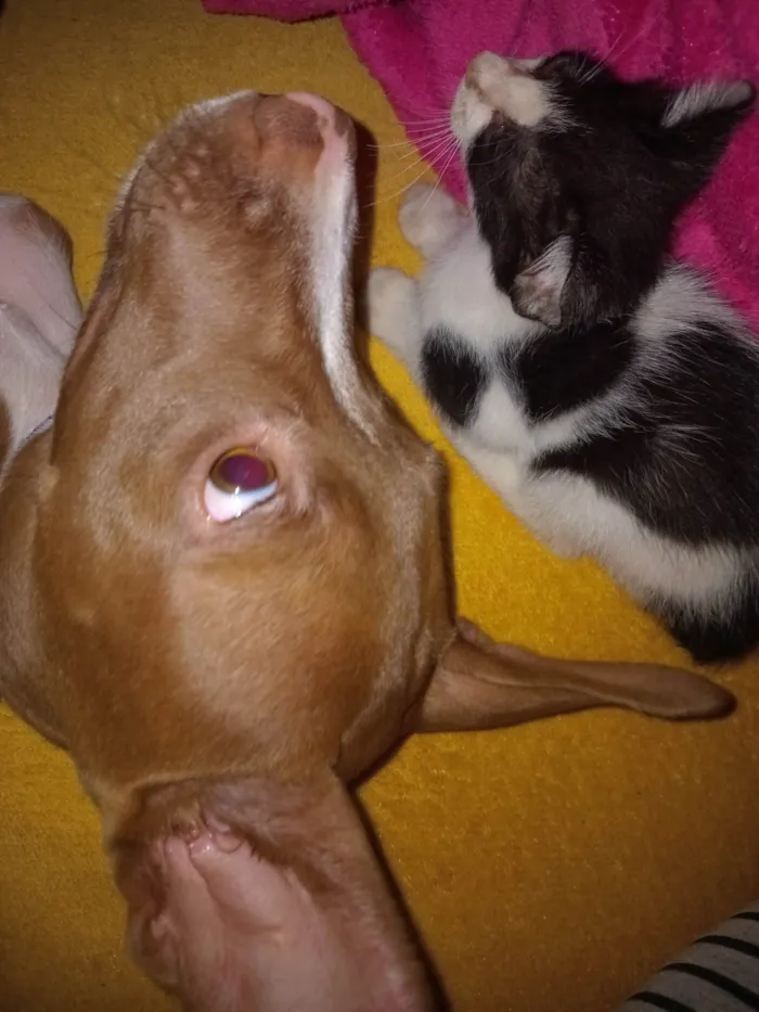 Cachorro ra a Pit-Bull idade 2 a 6 meses nome Bela 