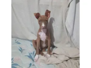 Cachorro raça Pit-Bull idade 2 a 6 meses nome Bela 