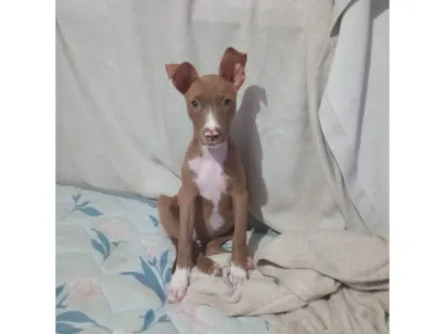 Cachorro raça Pit-Bull idade 2 a 6 meses nome Bela 