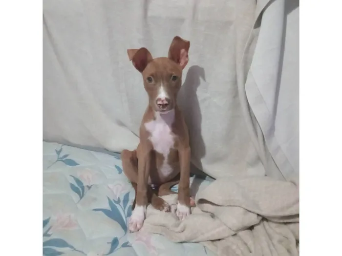 Cachorro ra a Pit-Bull idade 2 a 6 meses nome Bela 