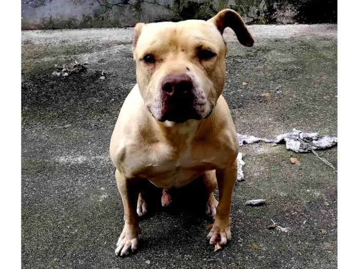 Cachorro ra a Pit-Bull idade 2 a 6 meses nome Hunter 