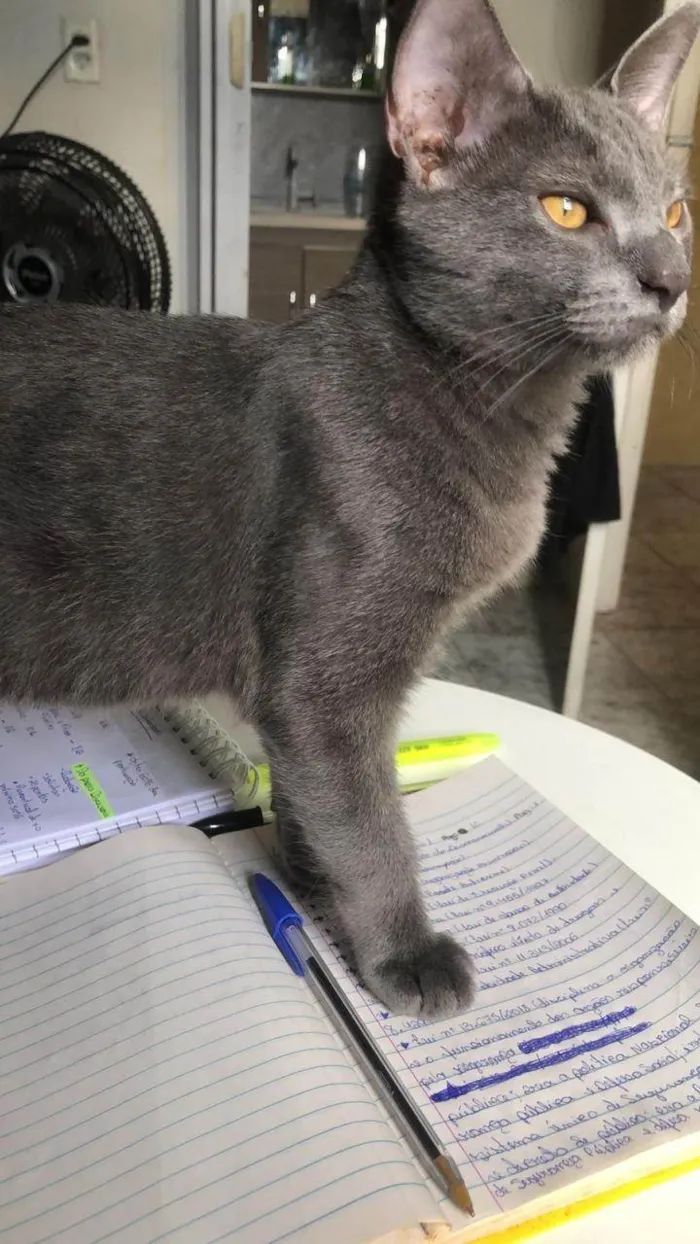 Gato ra a SRD-ViraLata idade 1 ano nome Chico