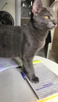 Chico