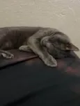 Chico