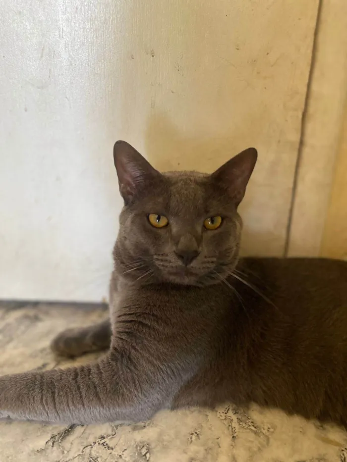 Gato ra a SRD-ViraLata idade 1 ano nome Chico