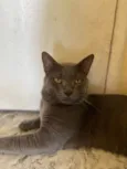 Chico