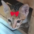 Sissi