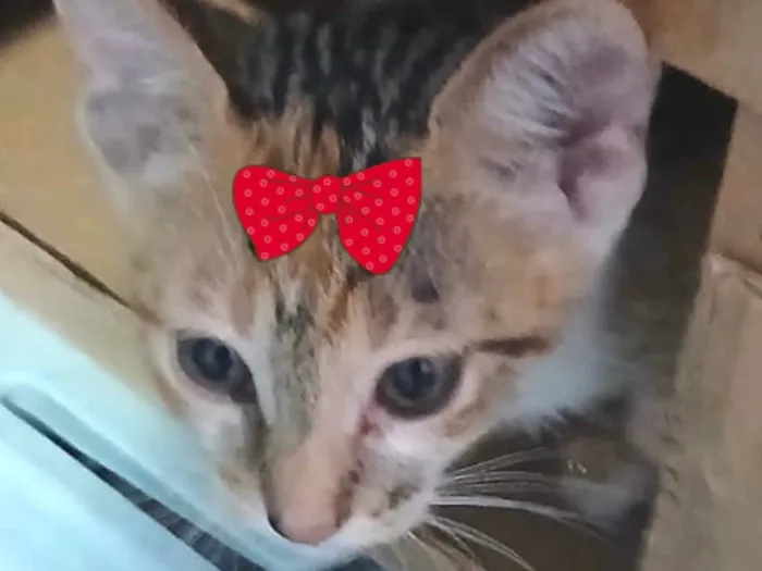 Gato ra a SRD-ViraLata idade 2 a 6 meses nome Sissi 