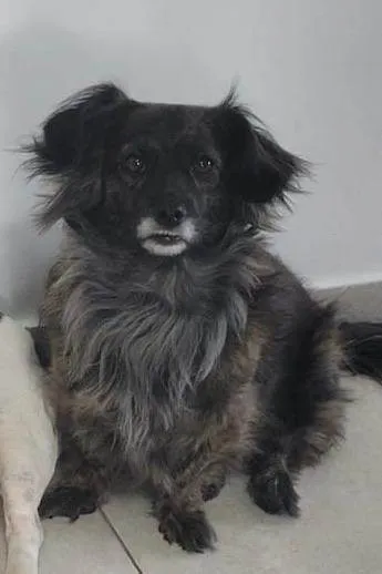 Cachorro ra a SRD-ViraLata idade 4 anos nome Amora