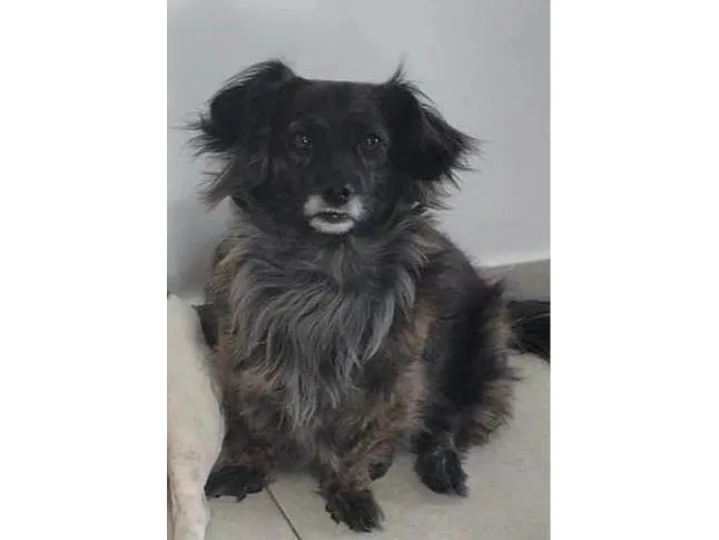 Cachorro ra a SRD-ViraLata idade 4 anos nome Amora