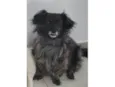 Amora