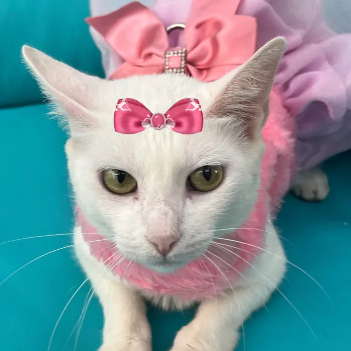 Gato ra a SRD-ViraLata idade 7 a 11 meses nome Ágata 