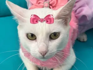 Gato raça SRD-ViraLata idade 7 a 11 meses nome Ágata 