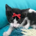 Suzi