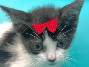 Gato raça SRD-ViraLata idade 2 a 6 meses nome Jade 