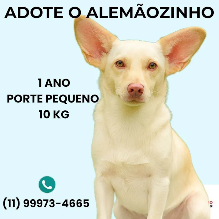 Cachorro ra a SRD-ViraLata idade 1 ano nome Alemãozinho 