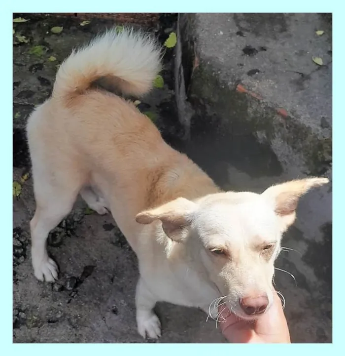 Cachorro ra a SRD-ViraLata idade 1 ano nome Alemãozinho 