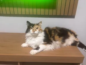 Gato raça SRD-ViraLata idade 3 anos nome Maggie