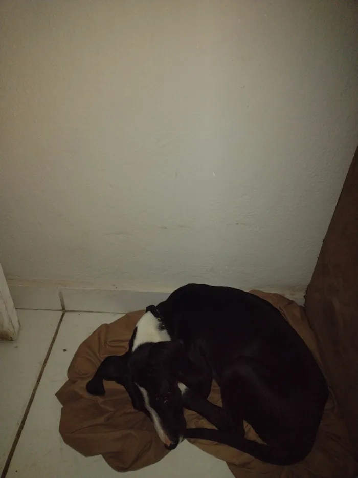 Cachorro ra a SRD-ViraLata idade 2 a 6 meses nome Duque 