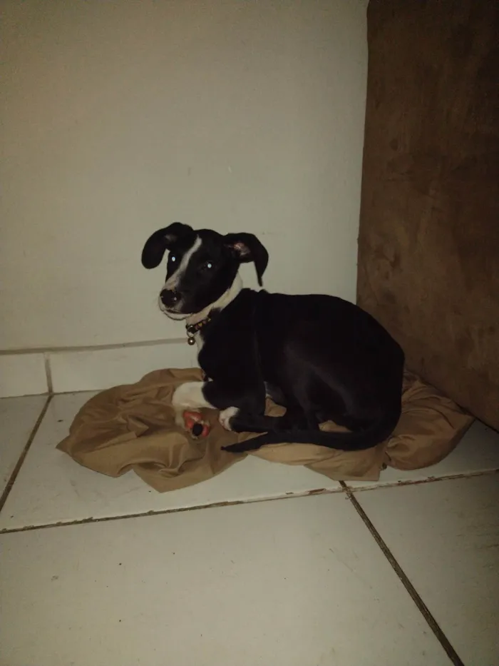 Cachorro ra a SRD-ViraLata idade 2 a 6 meses nome Duque 