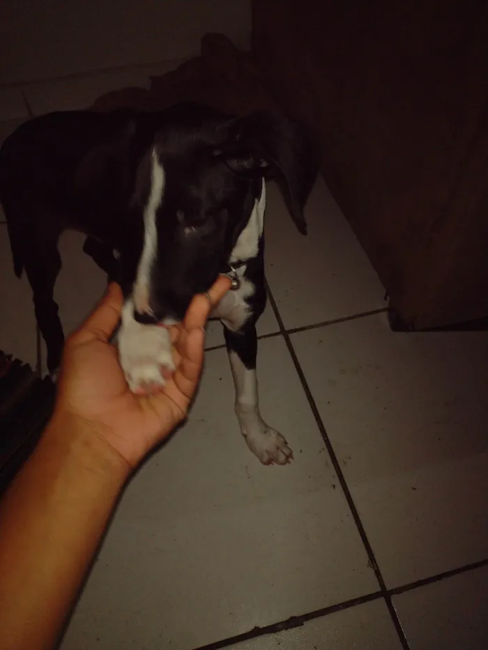 Cachorro ra a SRD-ViraLata idade 2 a 6 meses nome Duque 