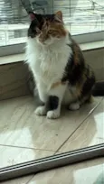 Maggie