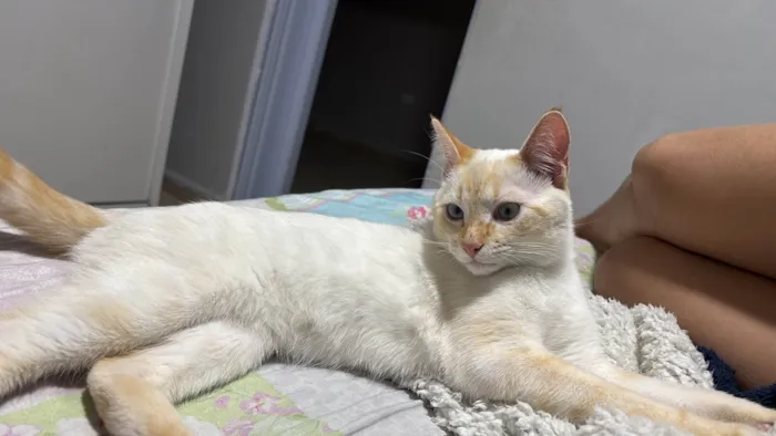 Gato ra a SRD-ViraLata idade 7 a 11 meses nome Romeu 