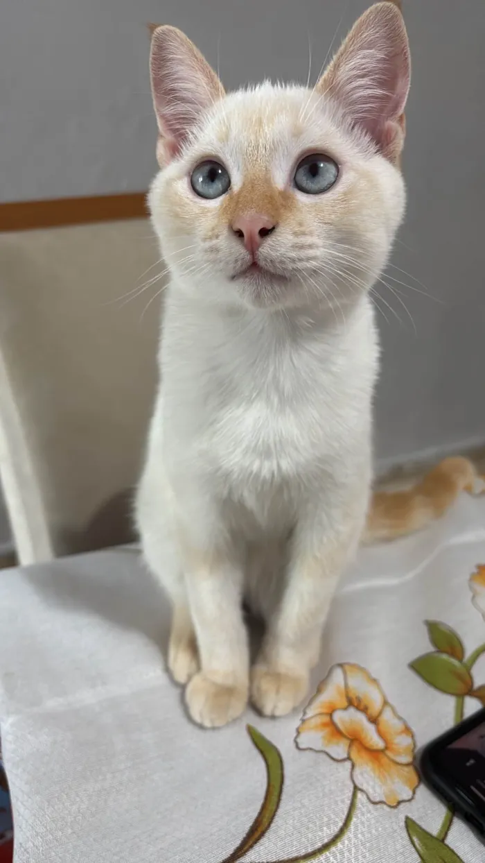 Gato ra a SRD-ViraLata idade 7 a 11 meses nome Romeu 
