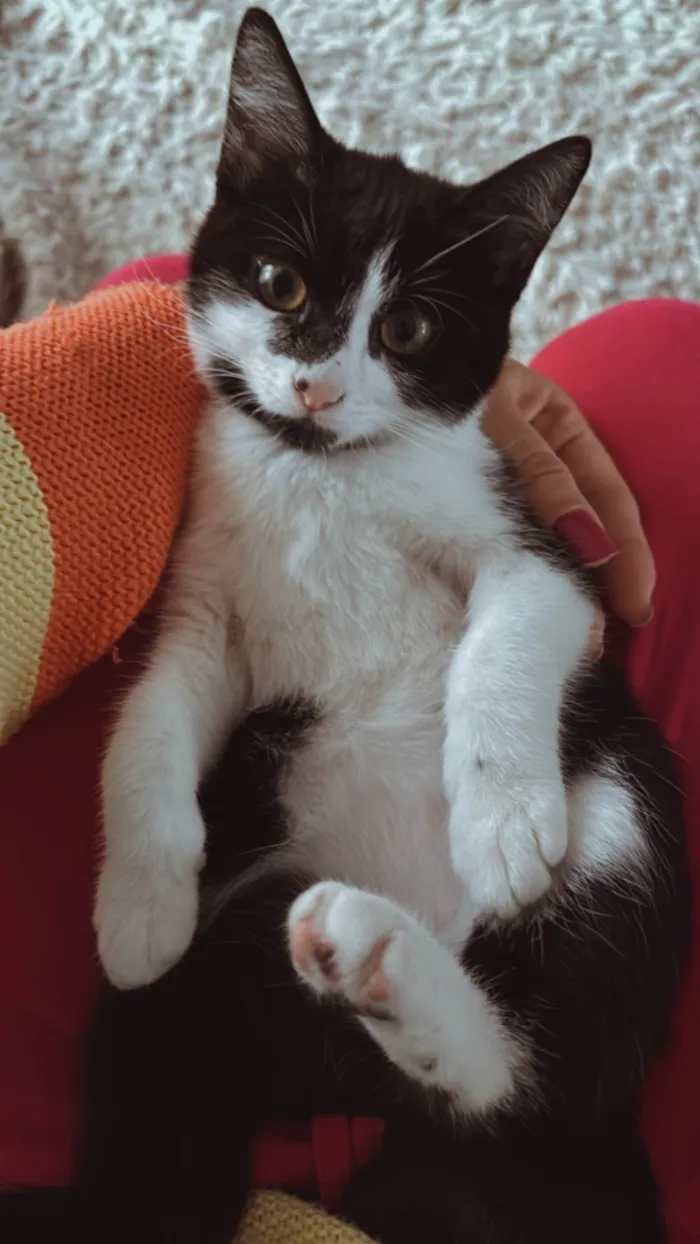 Gato ra a SRD-ViraLata idade 2 a 6 meses nome Julieta