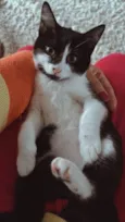 Julieta