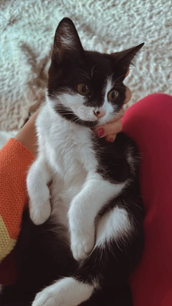 Gato ra a SRD-ViraLata idade 2 a 6 meses nome Julieta