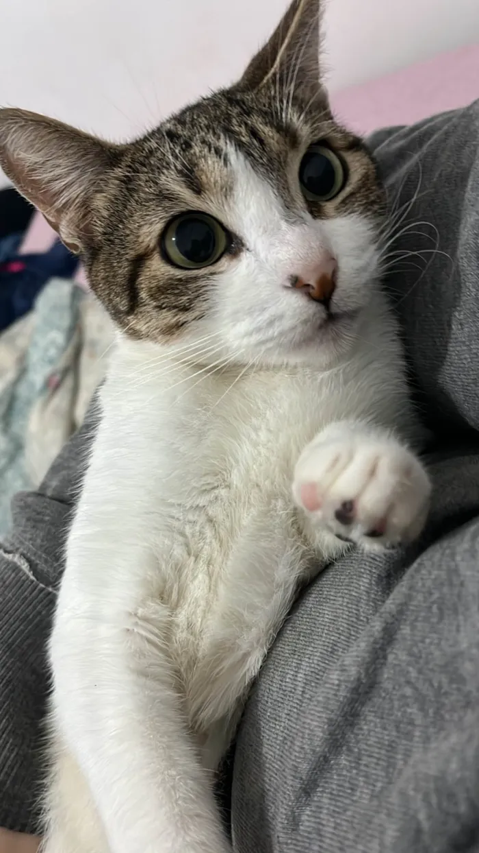 Gato ra a SRD-ViraLata idade 1 ano nome Apolo, Gaia e Nina