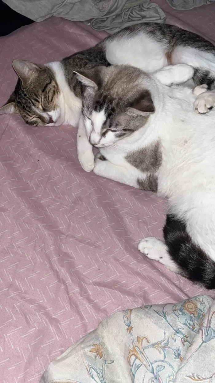 Gato ra a SRD-ViraLata idade 1 ano nome Apolo, Gaia e Nina